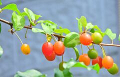夏茱萸っすぅ　１