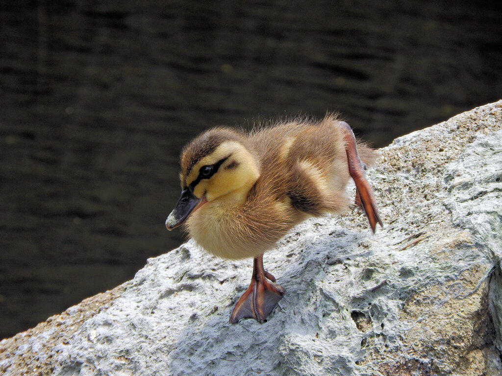 たまにはカルガモの雛ちゃん　３