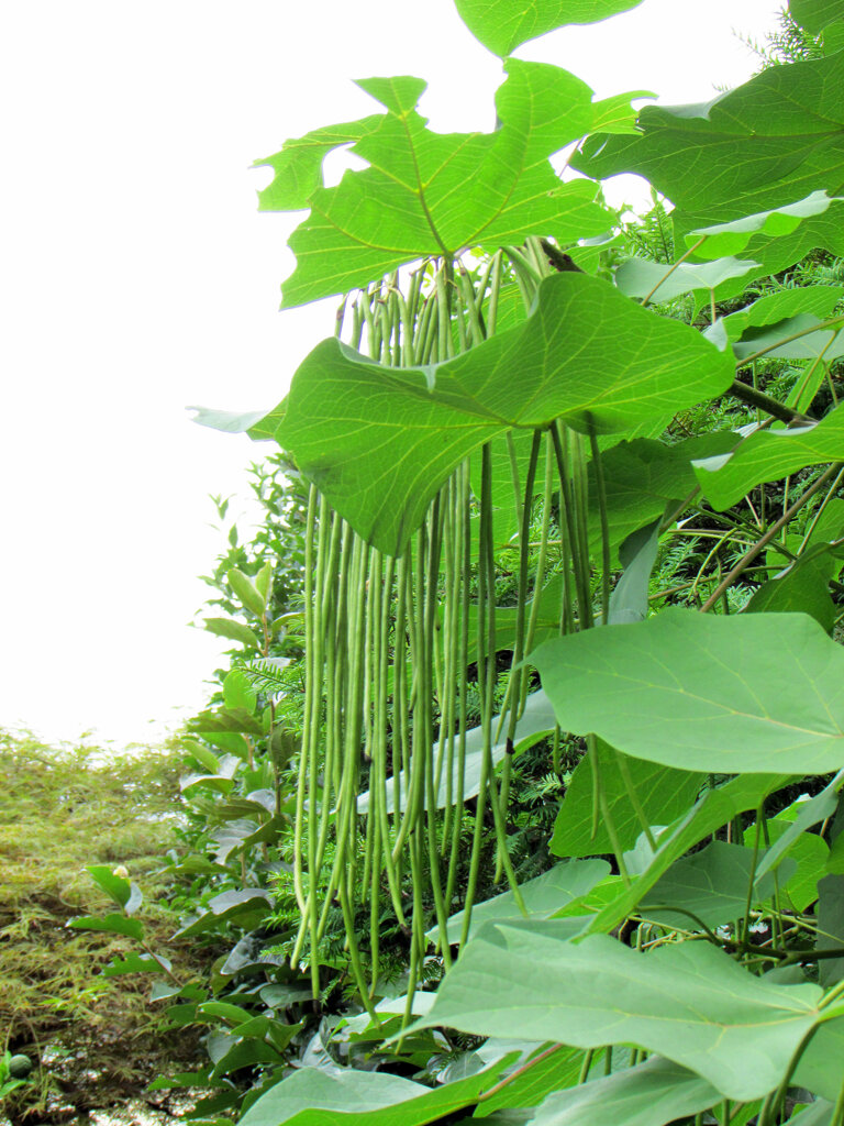 木大角豆 （きささげ）　実　４