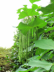 木大角豆 （きささげ）　実　４