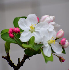 ヒメリンゴ　(姫りんご)の花　５