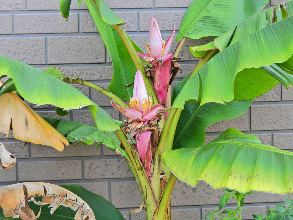 赤実バナナ　（ピンクバナナ・アケビバナナ）の花　１　