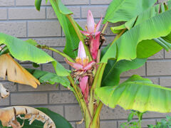 赤実バナナ　（ピンクバナナ・アケビバナナ）の花　１　