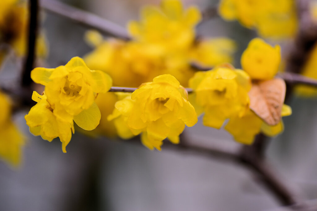蝋梅を綺麗と思えない隣人がいる・・・６