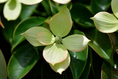 八重咲き山法師　１０