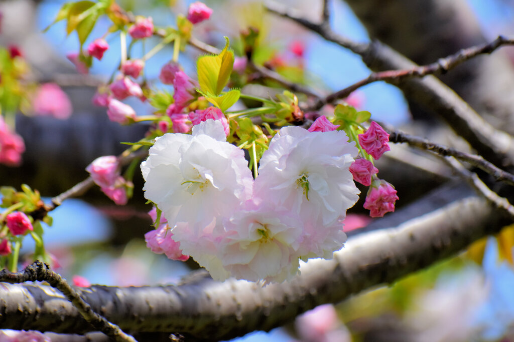 八重桜の♡を探して・・・２