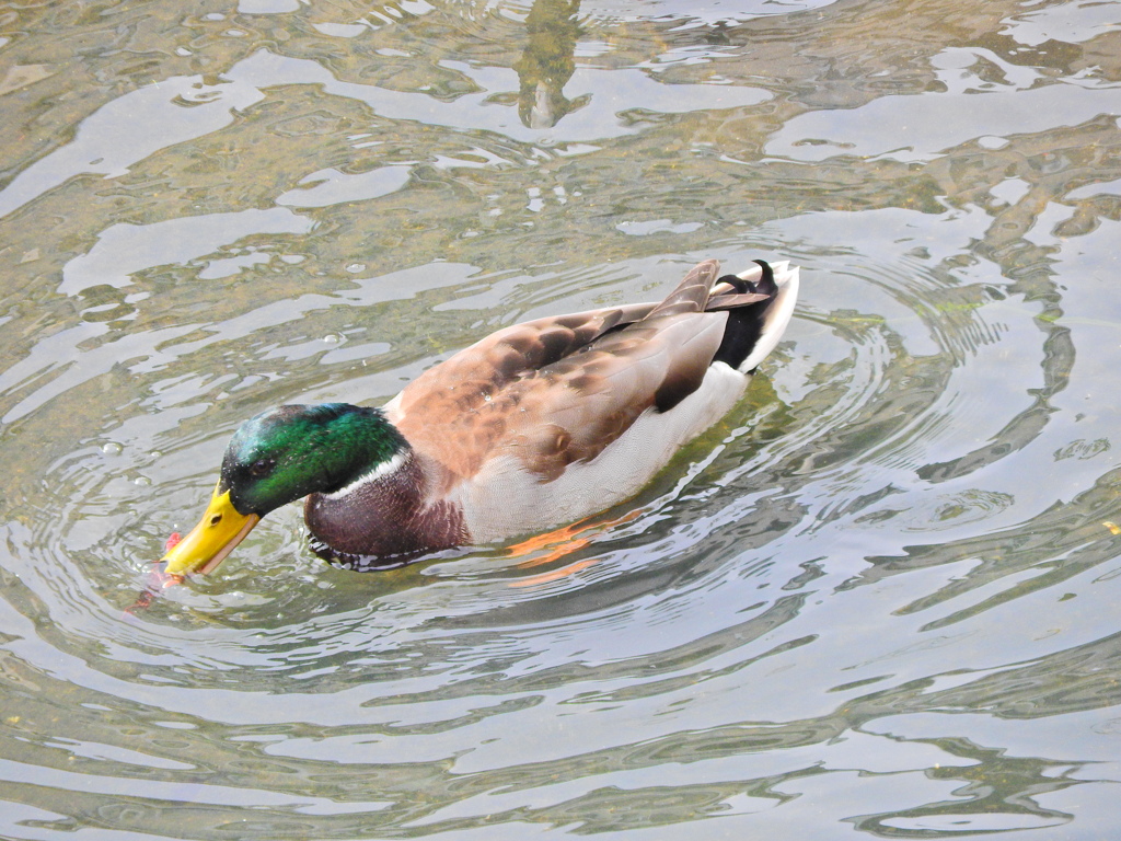 矢上川でマガモさんザリガニを捕獲するも持て余す４