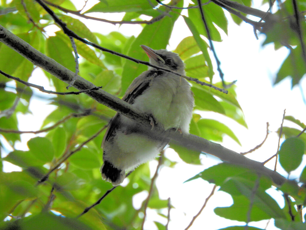 ムクドリの幼鳥?　１