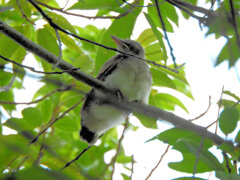 ムクドリの幼鳥?　１