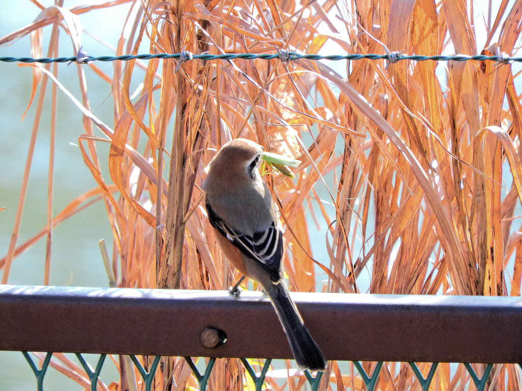 モズ君　蟷螂を捕獲　３/4