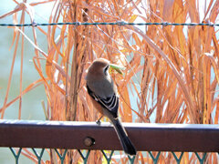 モズ君　蟷螂を捕獲　３/4