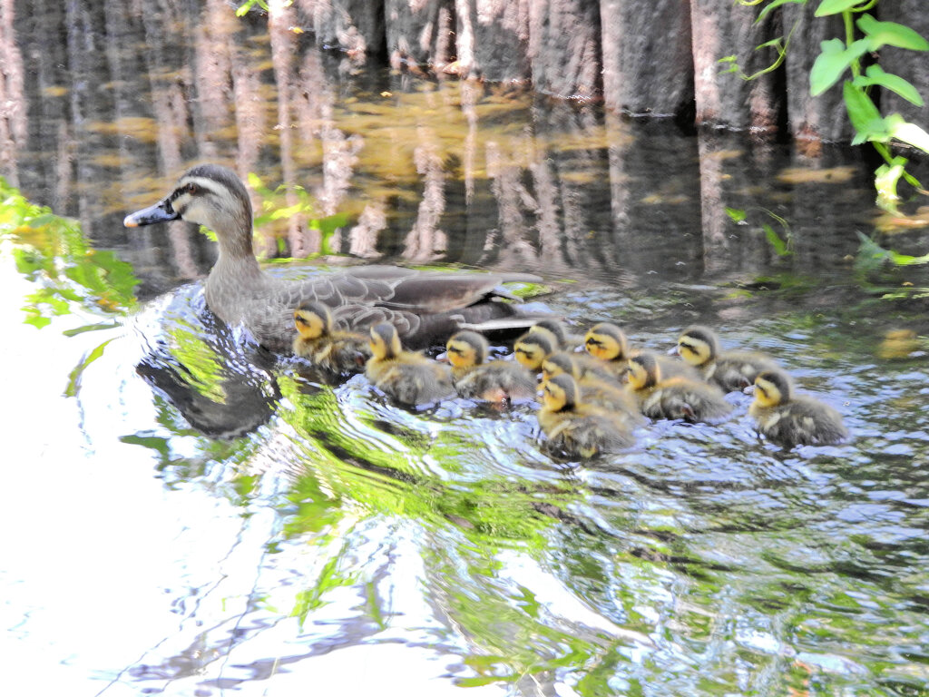 せせらぎ遊歩道にて今期、四組目のカルガモの雛ちゃん11羽誕生　３