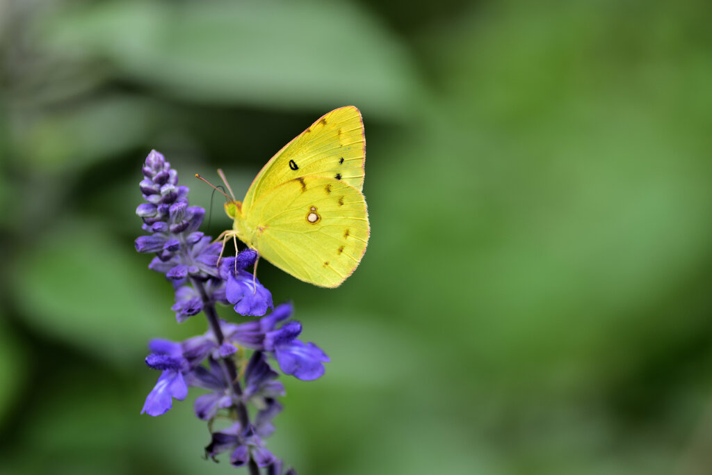 モンキチョウ　６