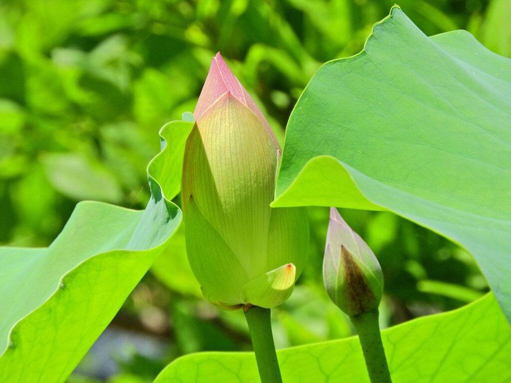 猛暑で蓮の花も葉の陰で・・・７