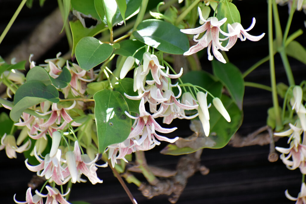 郁子 （むべ）の花　４