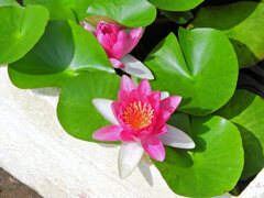 民家の瓶で睡蓮　花　３