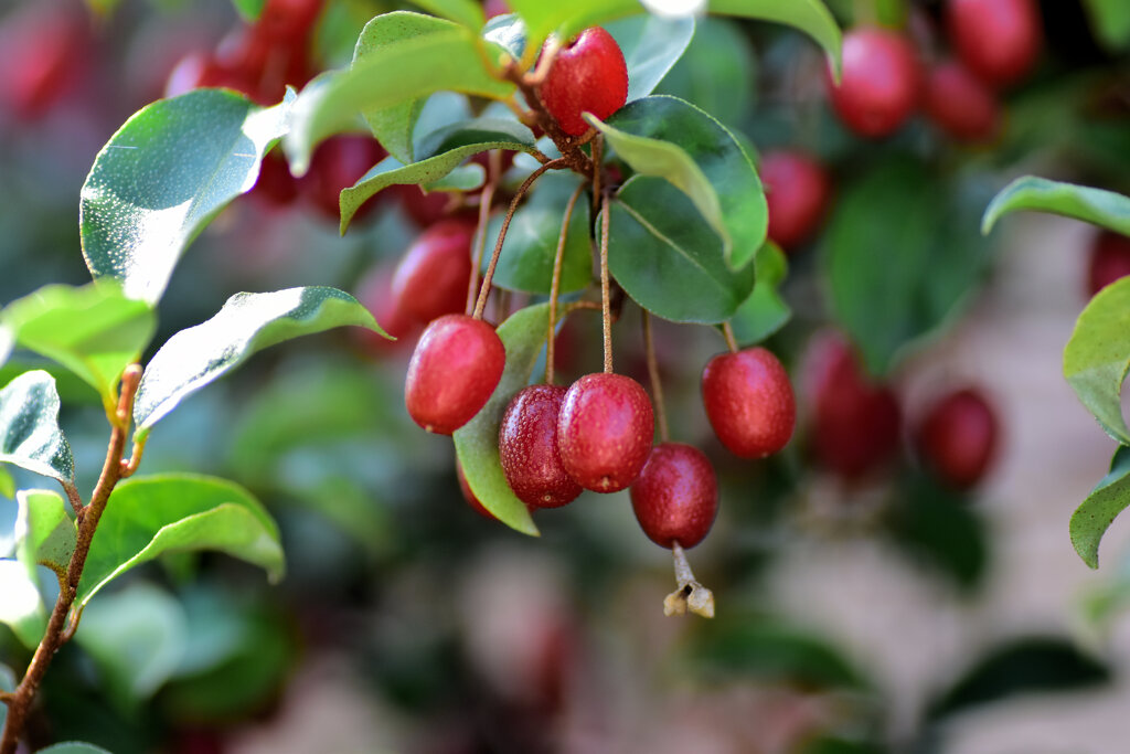 熟した夏茱萸の実　２