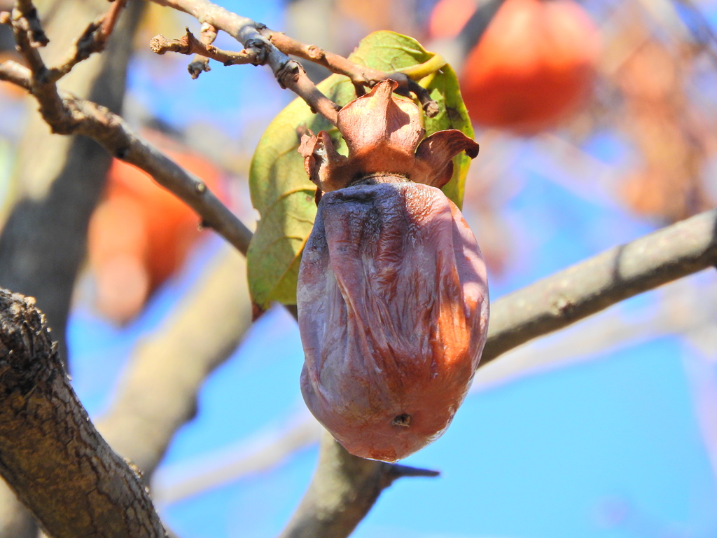 熟柿から婆柿へ・・・(￣◇￣;)　１４
