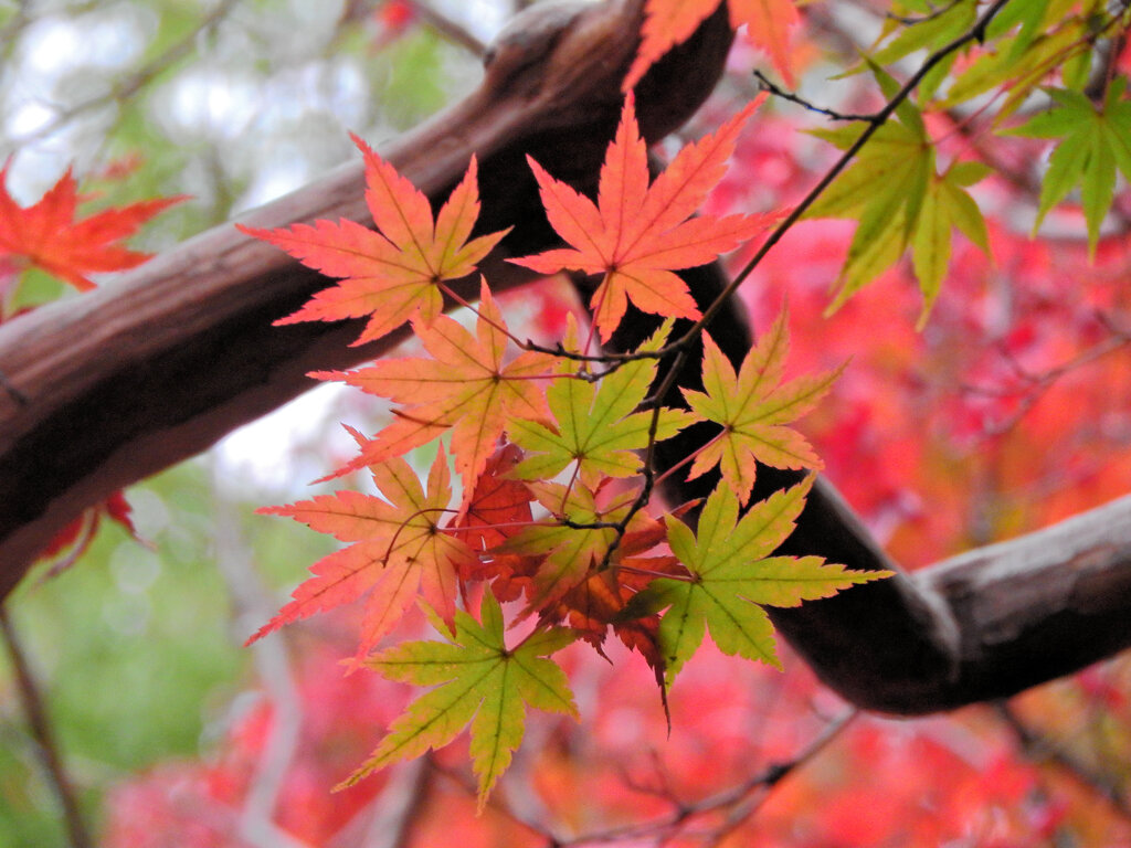 年末の大掃除・・楽しませていただきました　紅葉　２