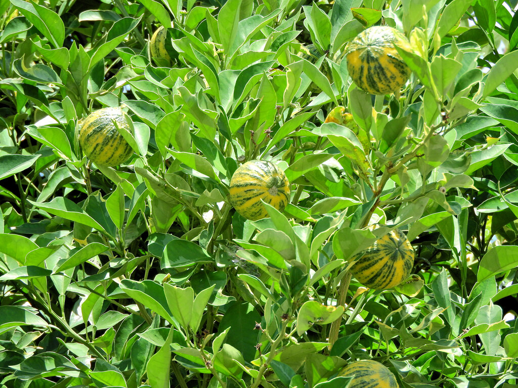 地球柑 　（ シマダイダイ / 斑入ダイダイ ）　２