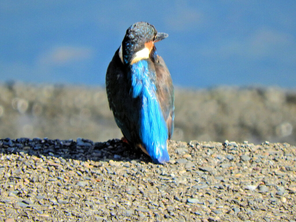 カワセミ　さん　４