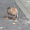 カルガモさん　花桃の実を食べる　５