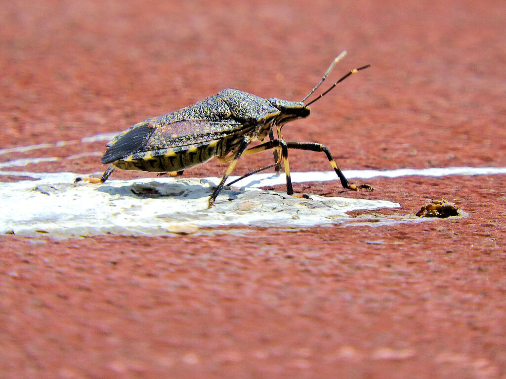 キマダラカメムシ　１