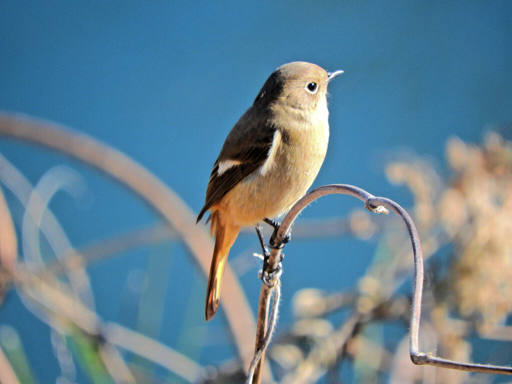 ジョビ子さん　３