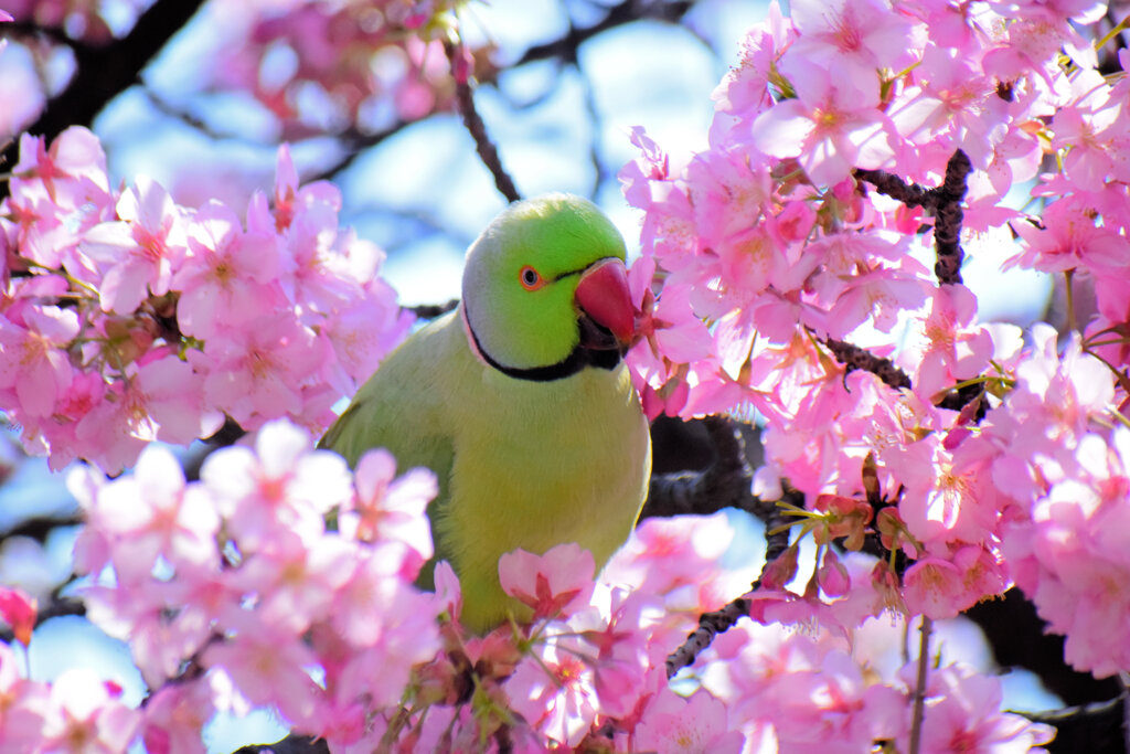 ワカケホンセイインコ（輪掛本青鸚哥）１５