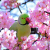 ワカケホンセイインコ（輪掛本青鸚哥）１５