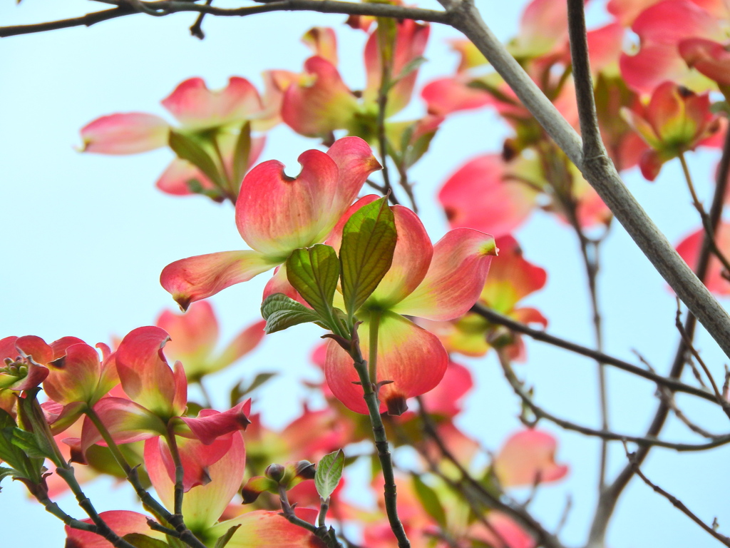 薄紅色の可愛い君・・・♪　ハナミヅキ（花水木）６