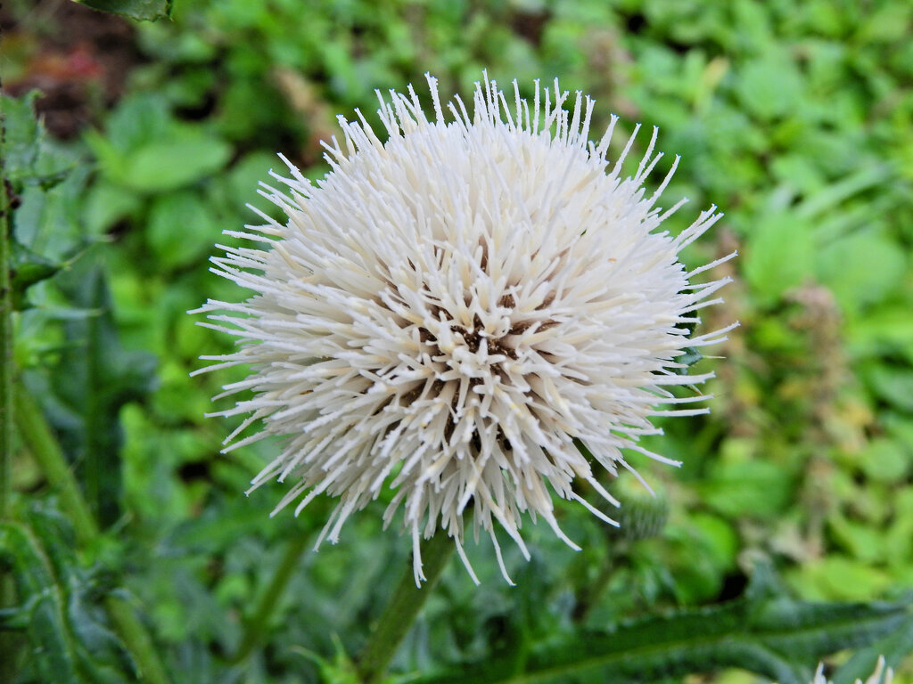 シロバナノアザミ（白花野薊）２