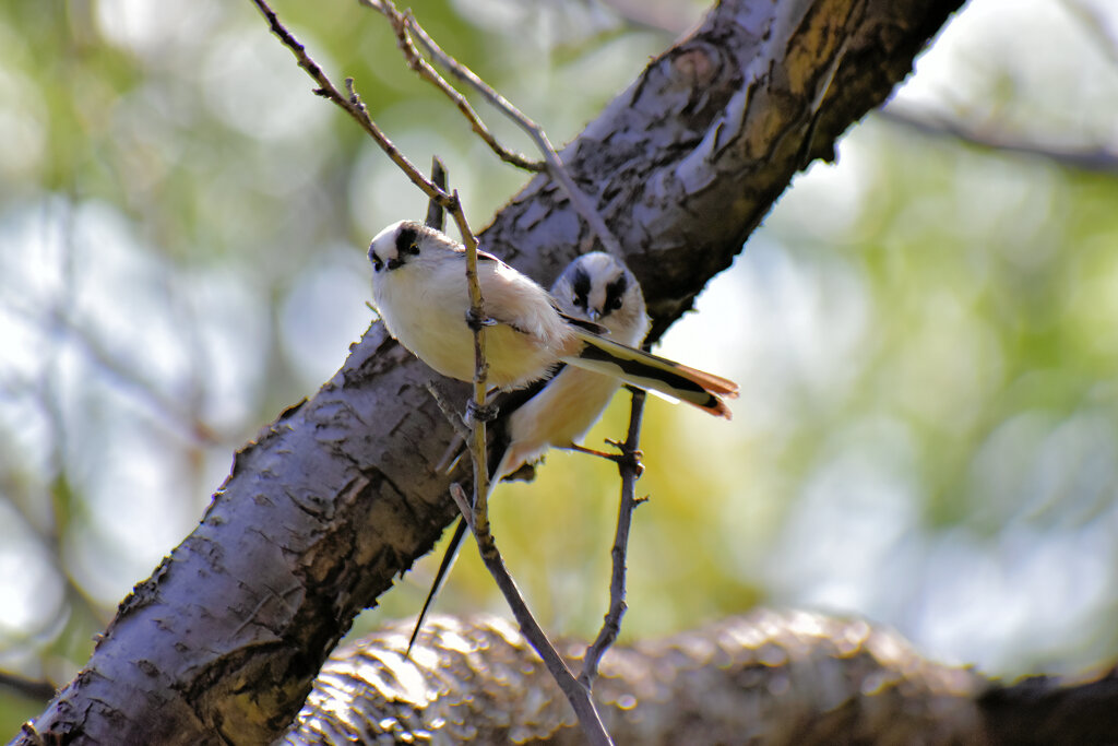 等々力緑地公園でエナガさん　６