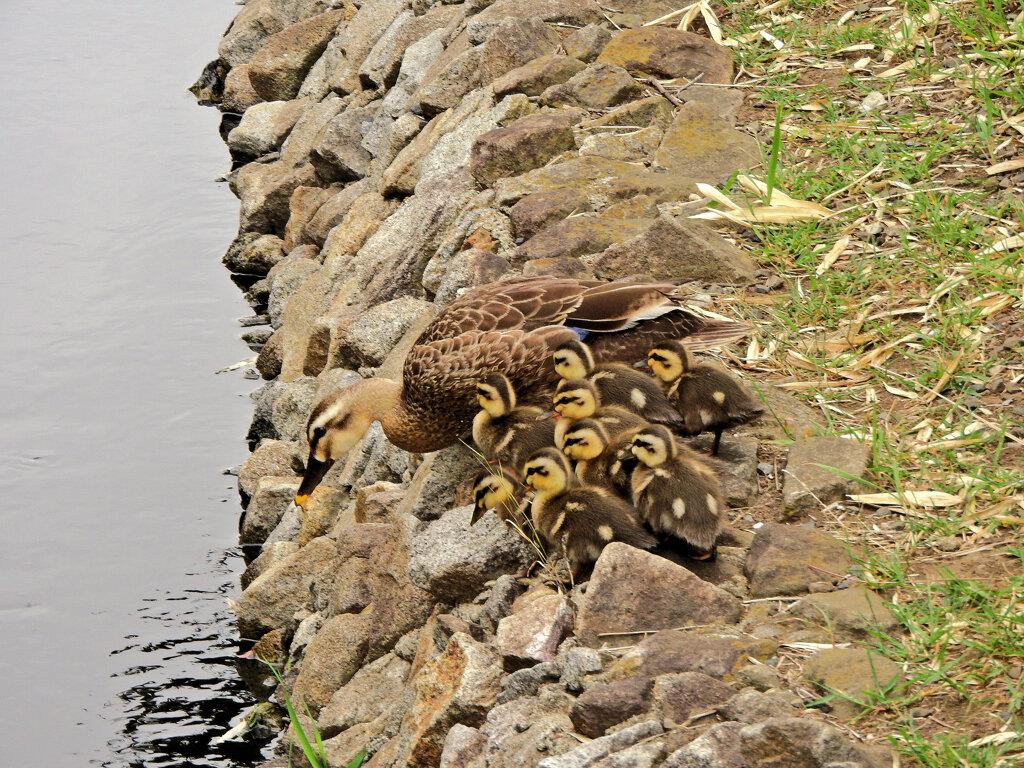 カルガモ一家の移動　８