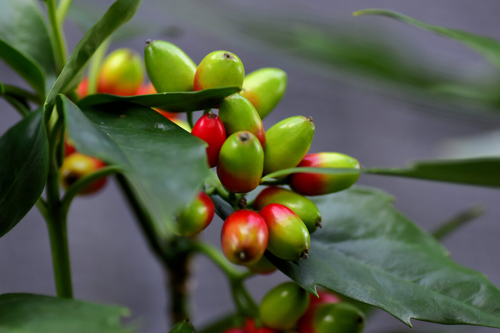 洋服の靑木ではありません　植物の靑木　実です　６