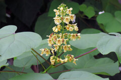 キササゲ（木大角豆、楸、木豇豆、学名: Catalpa ovata）１