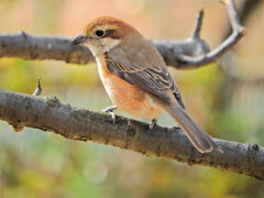 百舌　子さん　１０