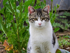 畑のニャンコ(=^☻ω☻^=)　５