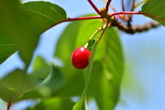 河津桜の実　１０