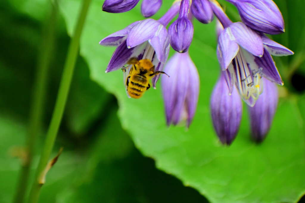 ギボウシ（擬宝珠）に夢中な蜂さん　６