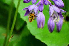 ギボウシ（擬宝珠）に夢中な蜂さん　６