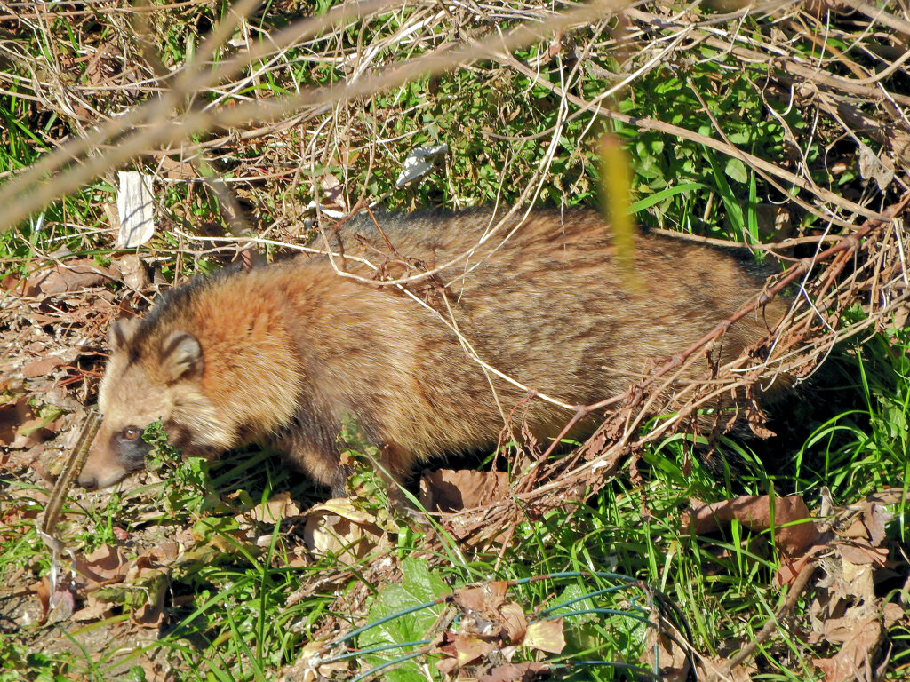 野生の狸さんです　８