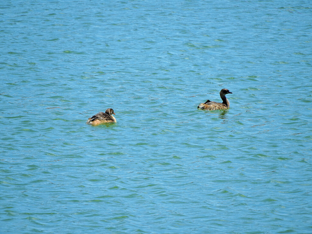 等々力緑地公園・・釣り堀池　カイツブリ　３