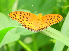 ツマグロヒョウモン　７