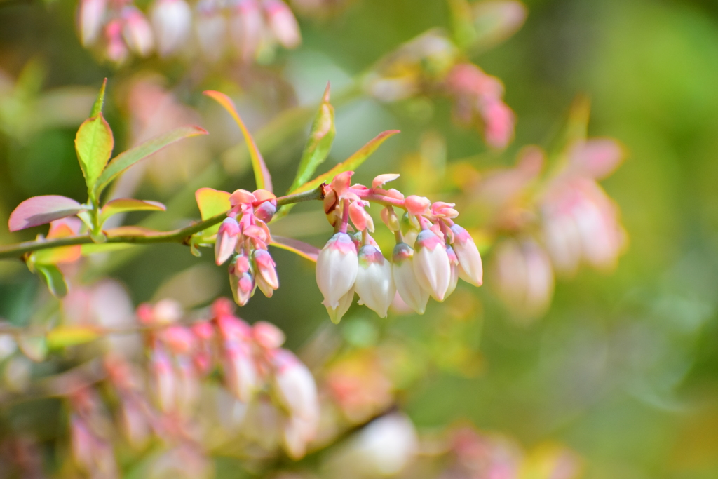 ブルーベリーの花　２