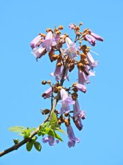 桐の花　２