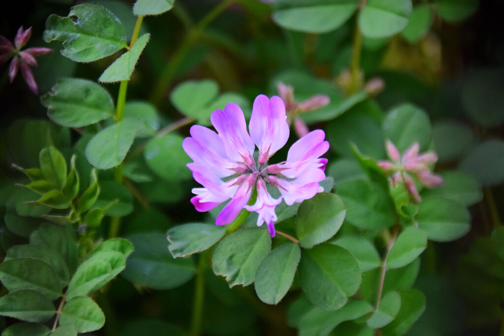 蓮華草　１