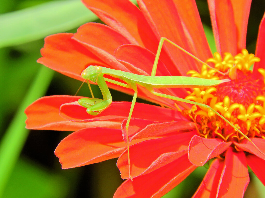 蟷螂さんと遊んだ(∩.∩）５