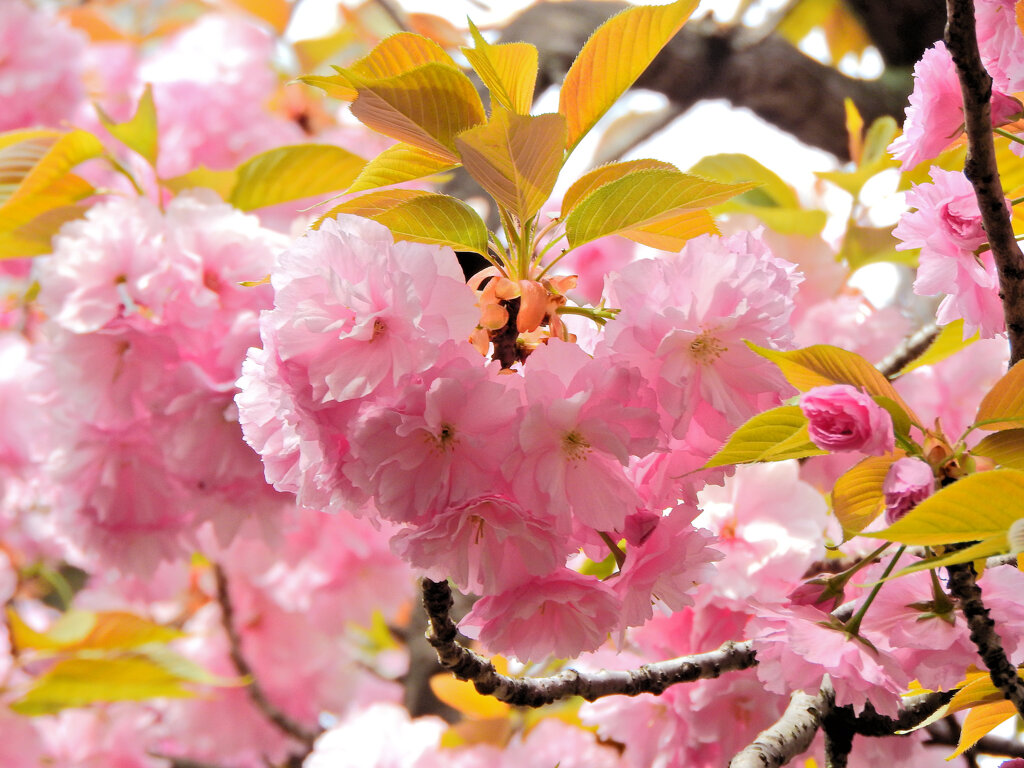 八重桜の♡を探して・・・７