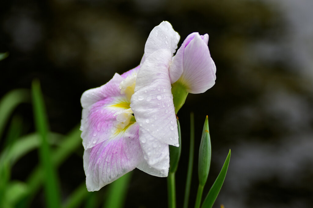 雨上がりの花菖蒲　７